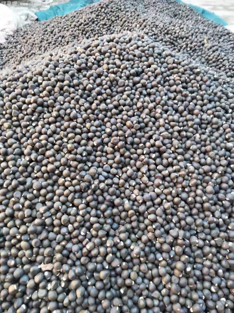 文冠果種子 文冠果種子