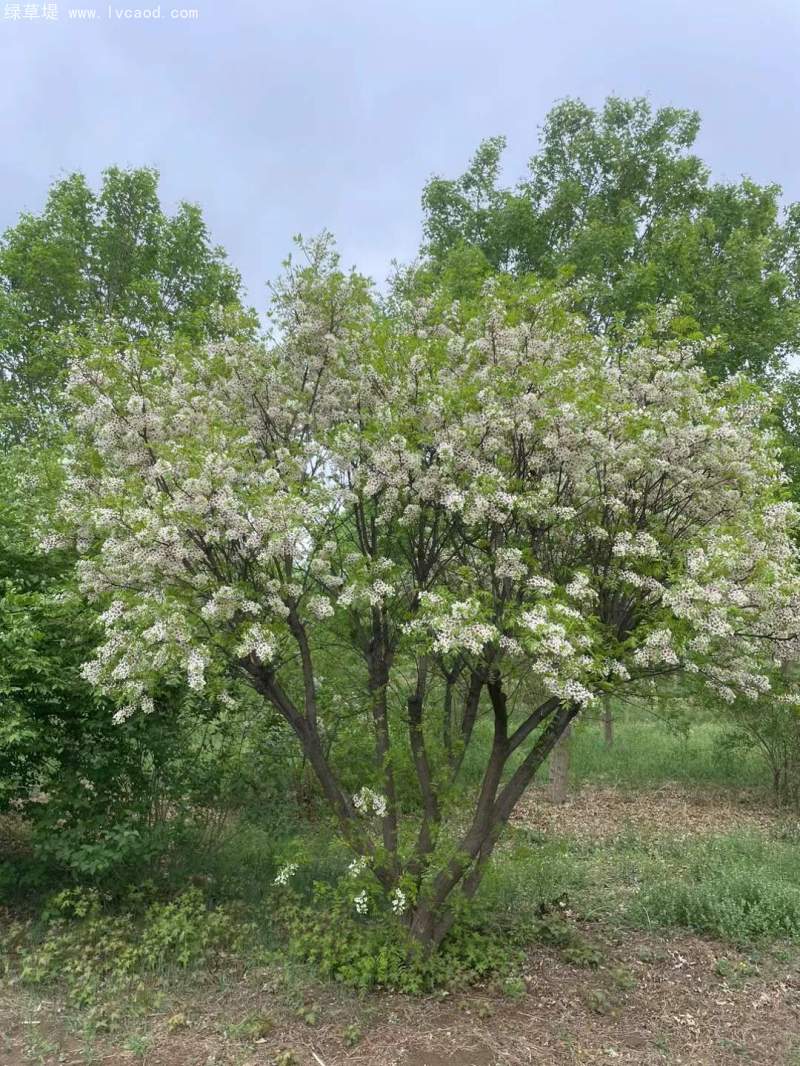 文冠果開花花朵樹葉子 文冠果開花花朵樹葉子