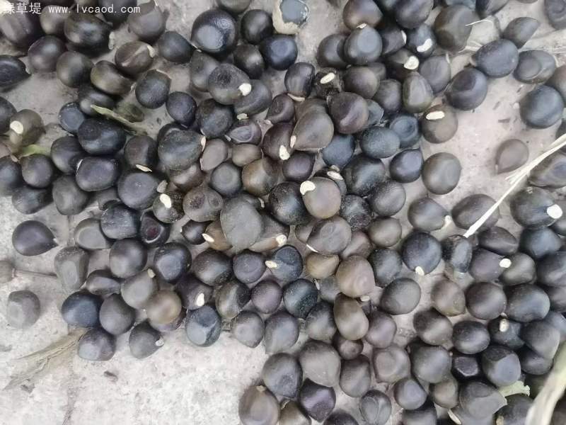 文冠果種子 文冠果種子