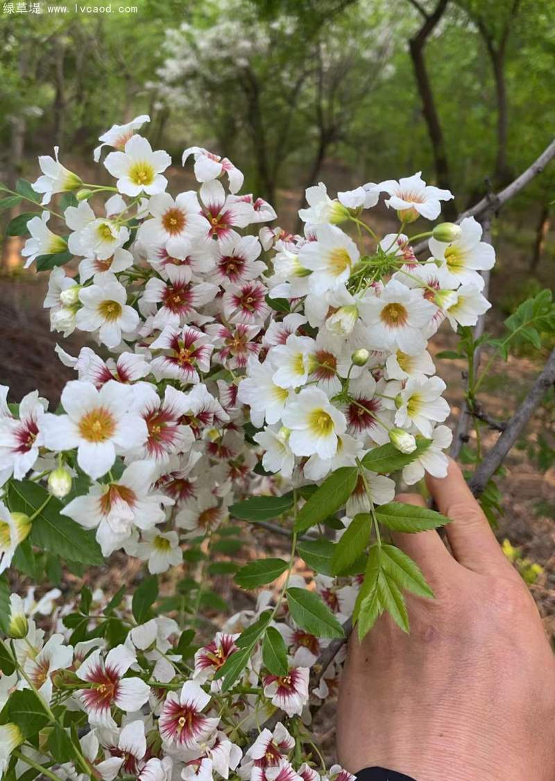 文冠果開花花朵樹葉子 文冠果開花花朵樹葉子