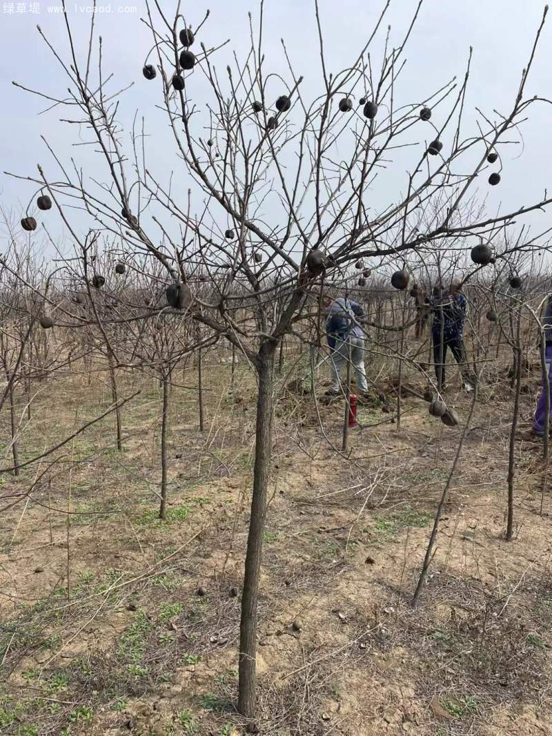 文冠果樹 文冠果樹