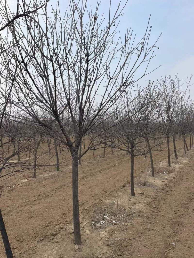 文冠果樹 文冠果樹