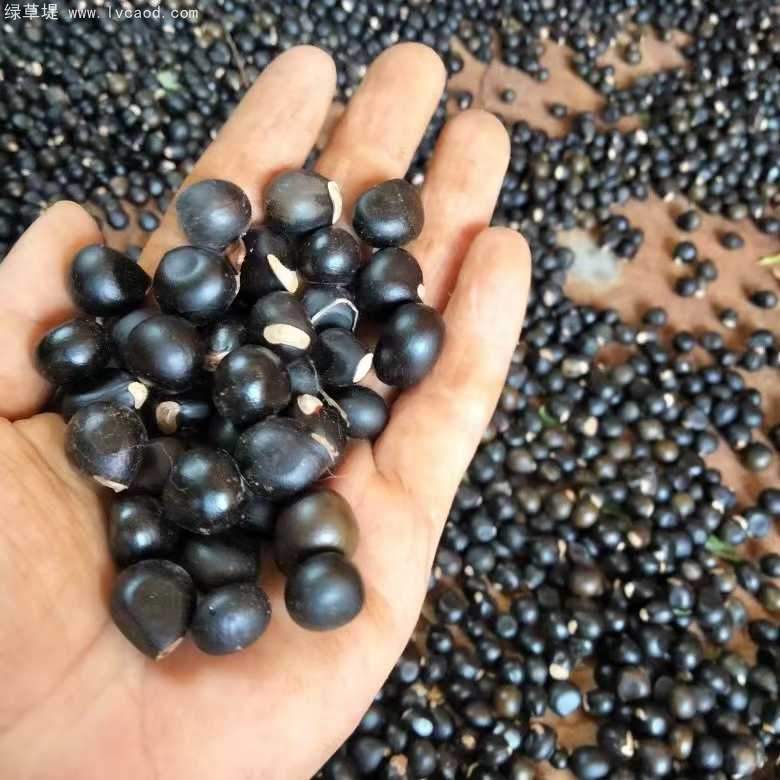 文冠果種子 文冠果種子