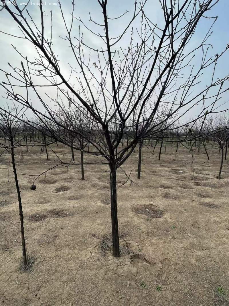 文冠果樹 文冠果樹