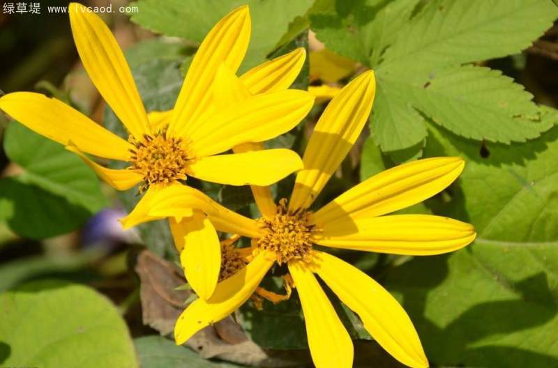 串葉松香草 串葉松香草
