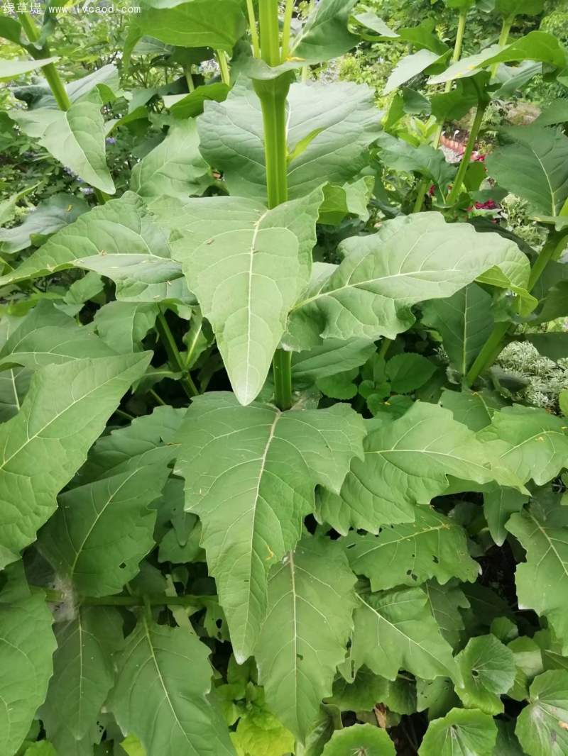 串葉松香草 串葉松香草