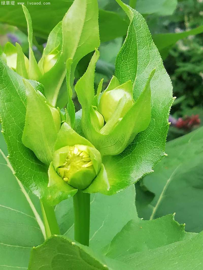 串葉松香草 串葉松香草