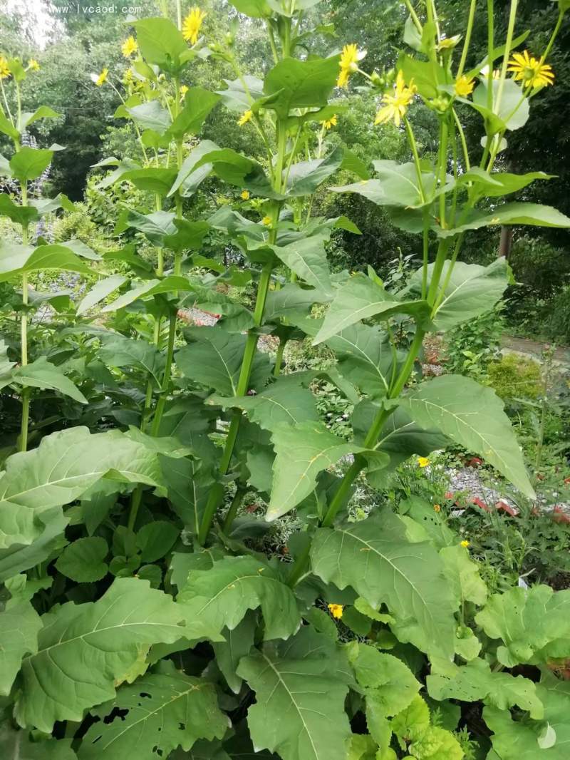 串葉松香草 串葉松香草