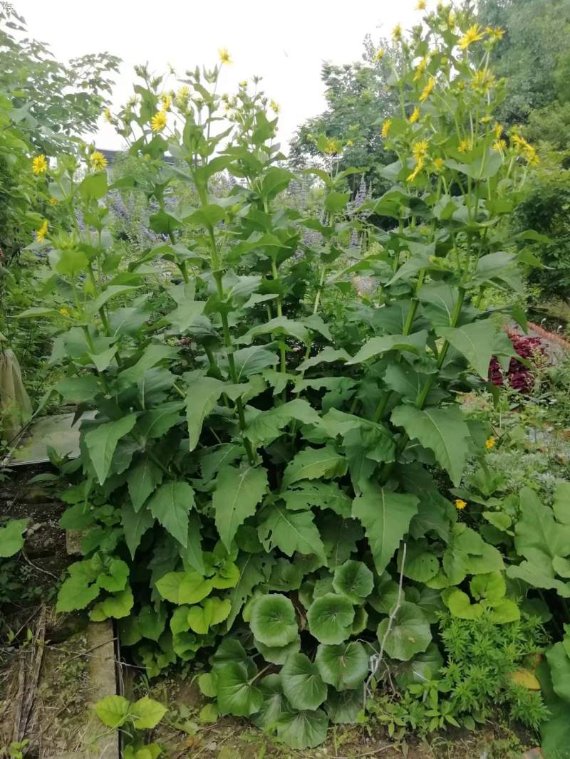 串葉松香草 串葉松香草