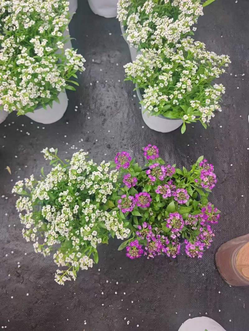 香雪球盆栽 香雪球盆栽