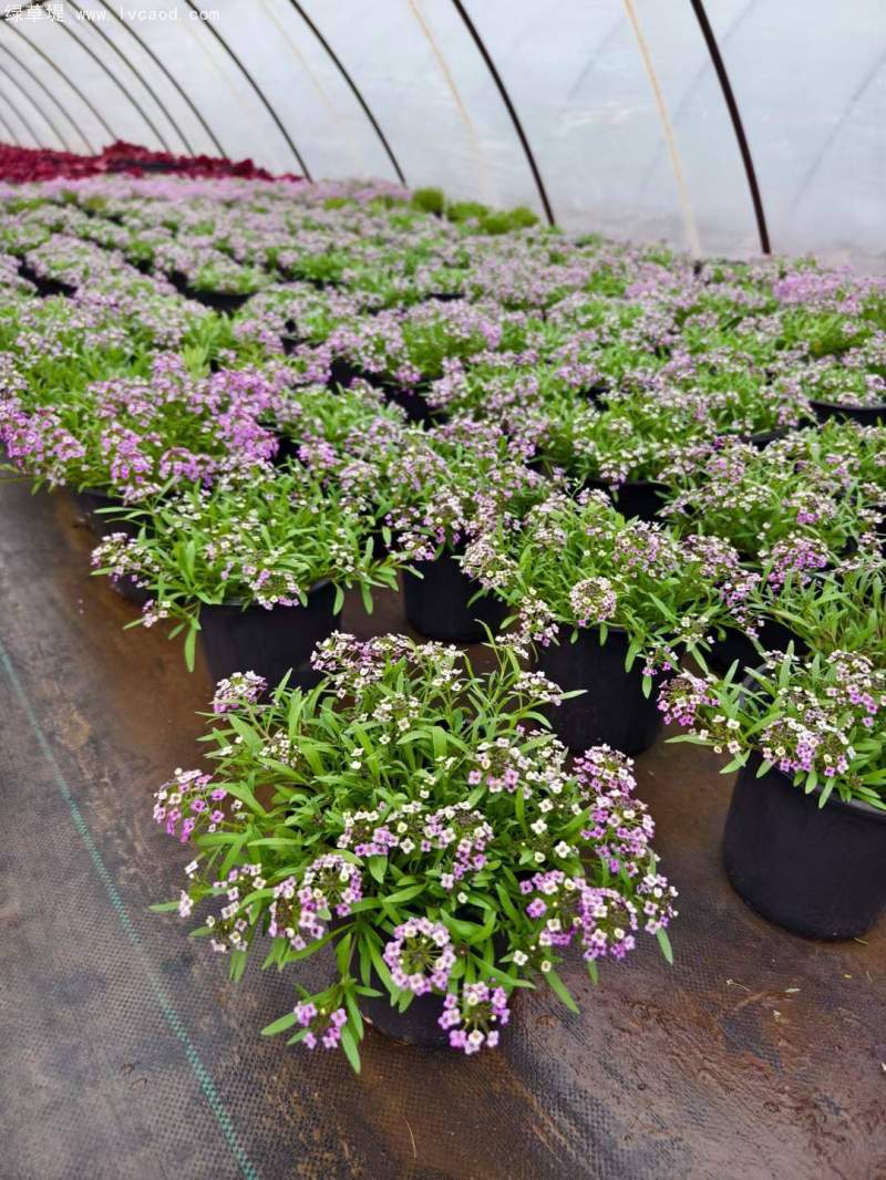 香雪球盆栽 香雪球盆栽