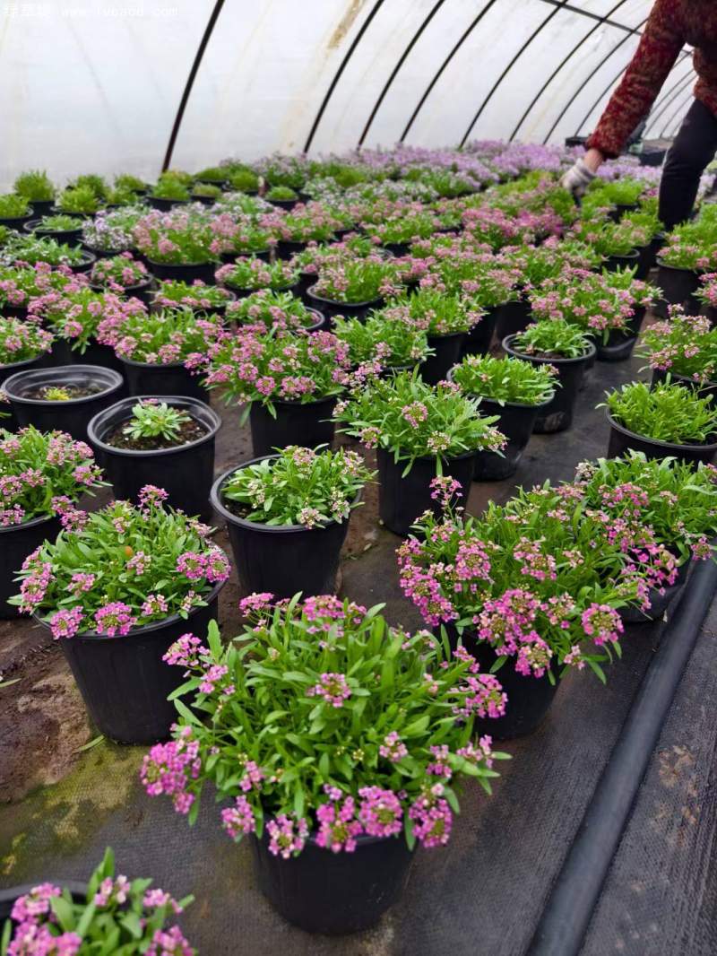 香雪球盆栽 香雪球盆栽