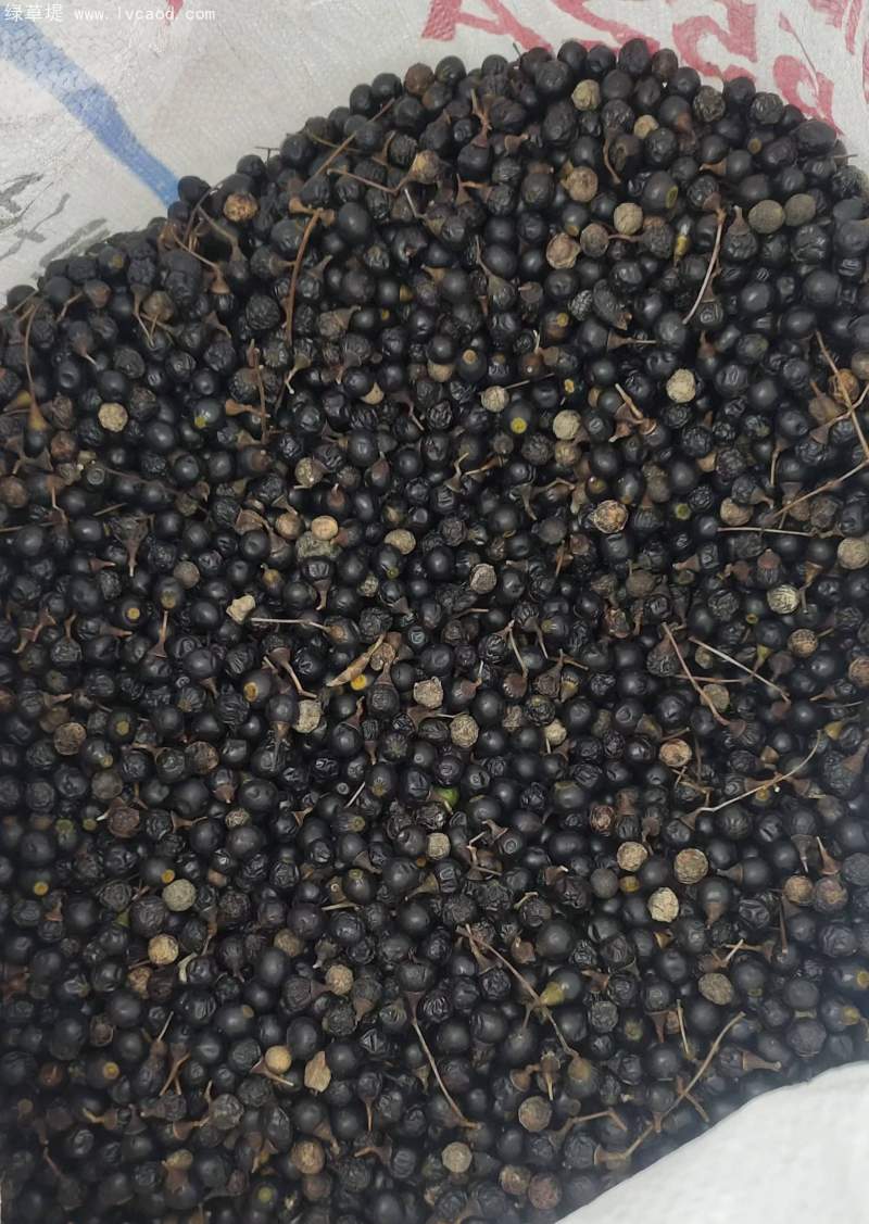 香樟樹種子 香樟樹種子