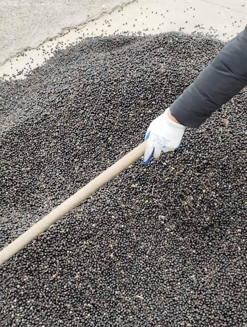 香樟樹種子 香樟樹種子