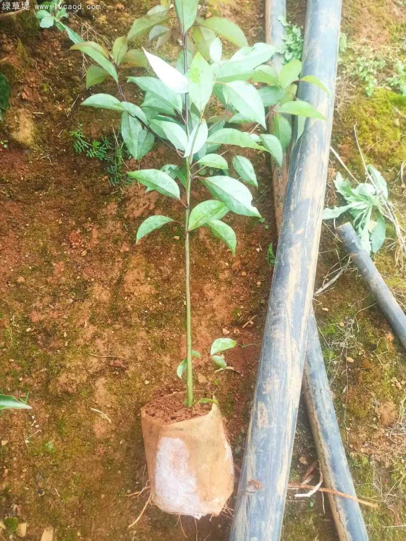 香樟樹苗小苗 香樟樹苗小苗