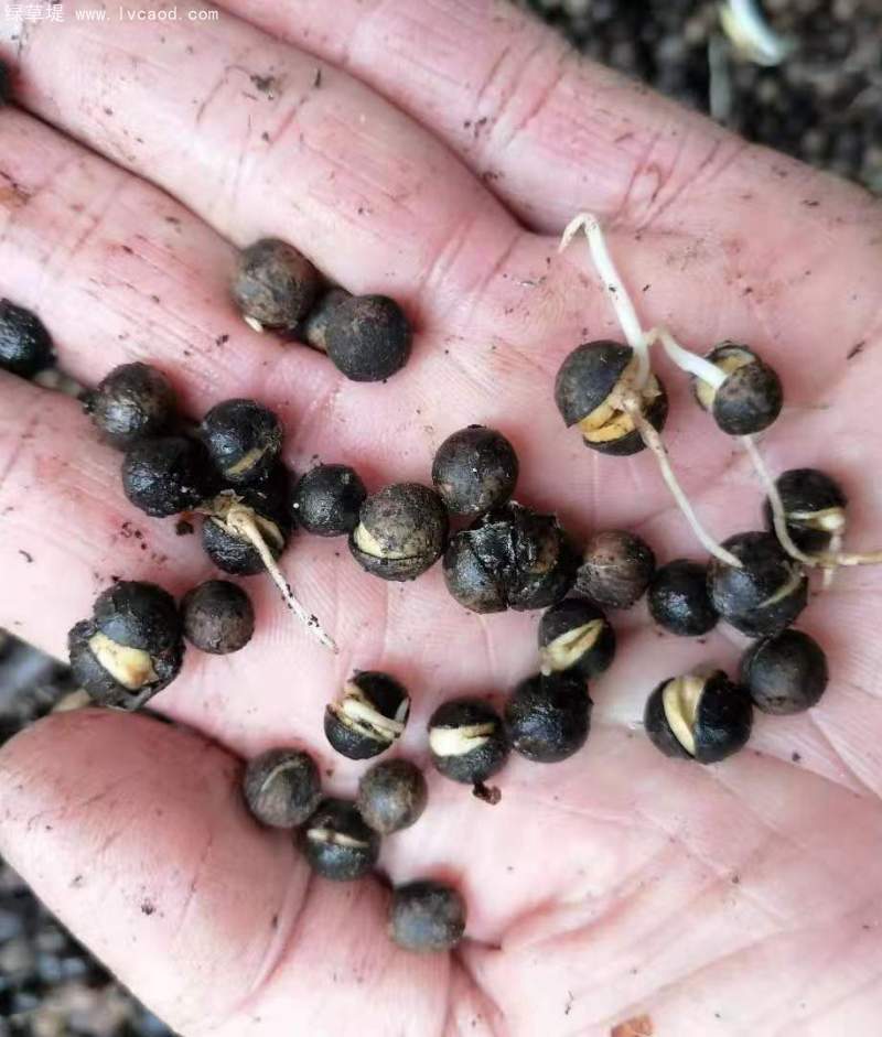 香樟樹種子 香樟樹種子