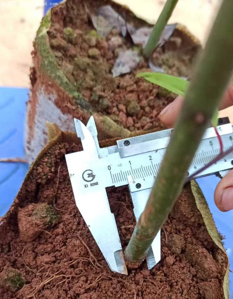 香樟樹苗小苗 香樟樹苗小苗