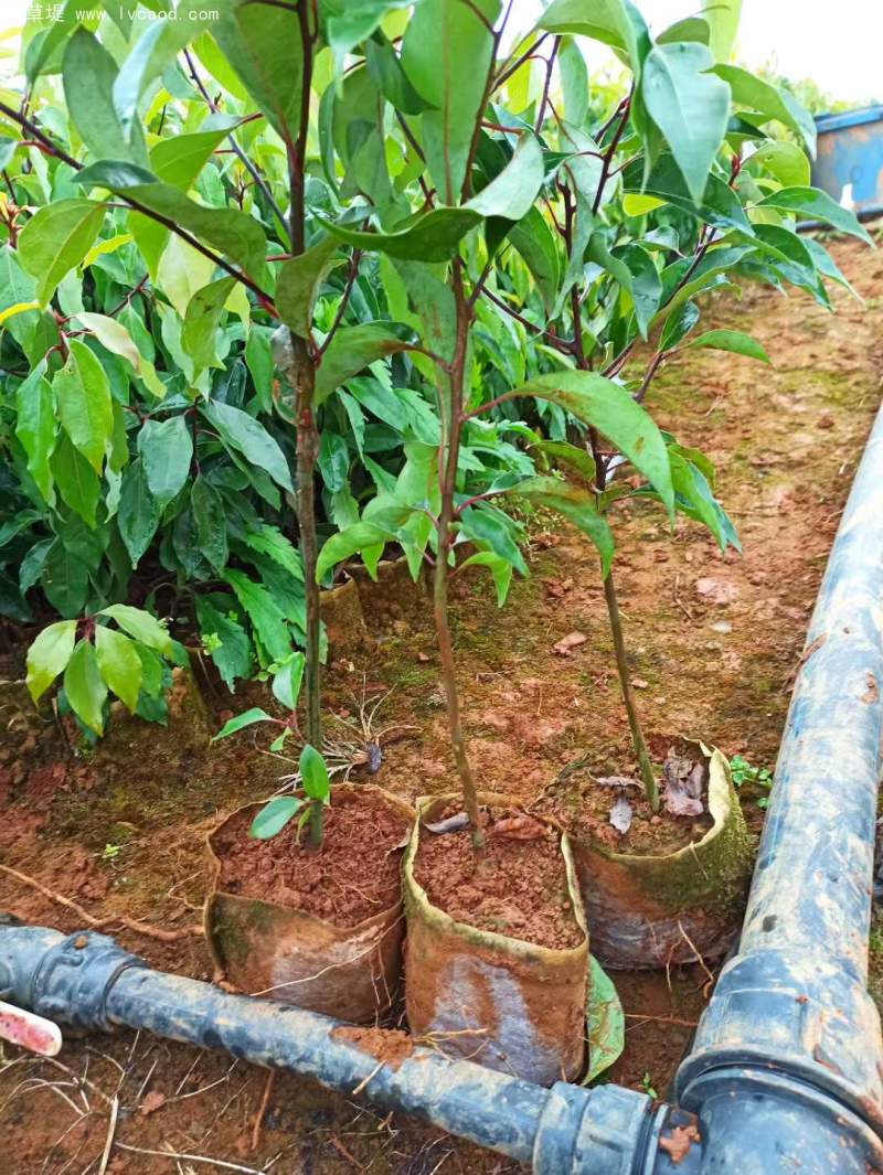 香樟樹苗小苗 香樟樹苗小苗