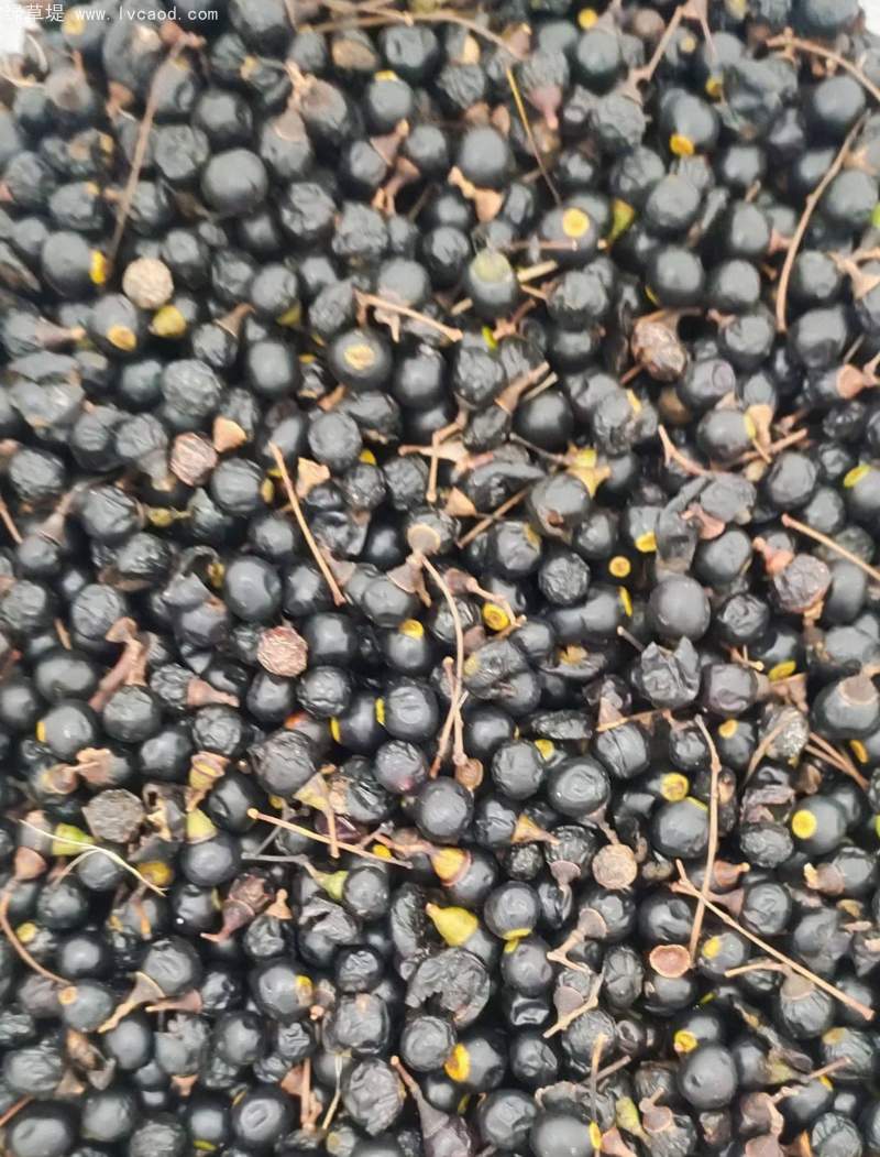 香樟樹種子 香樟樹種子