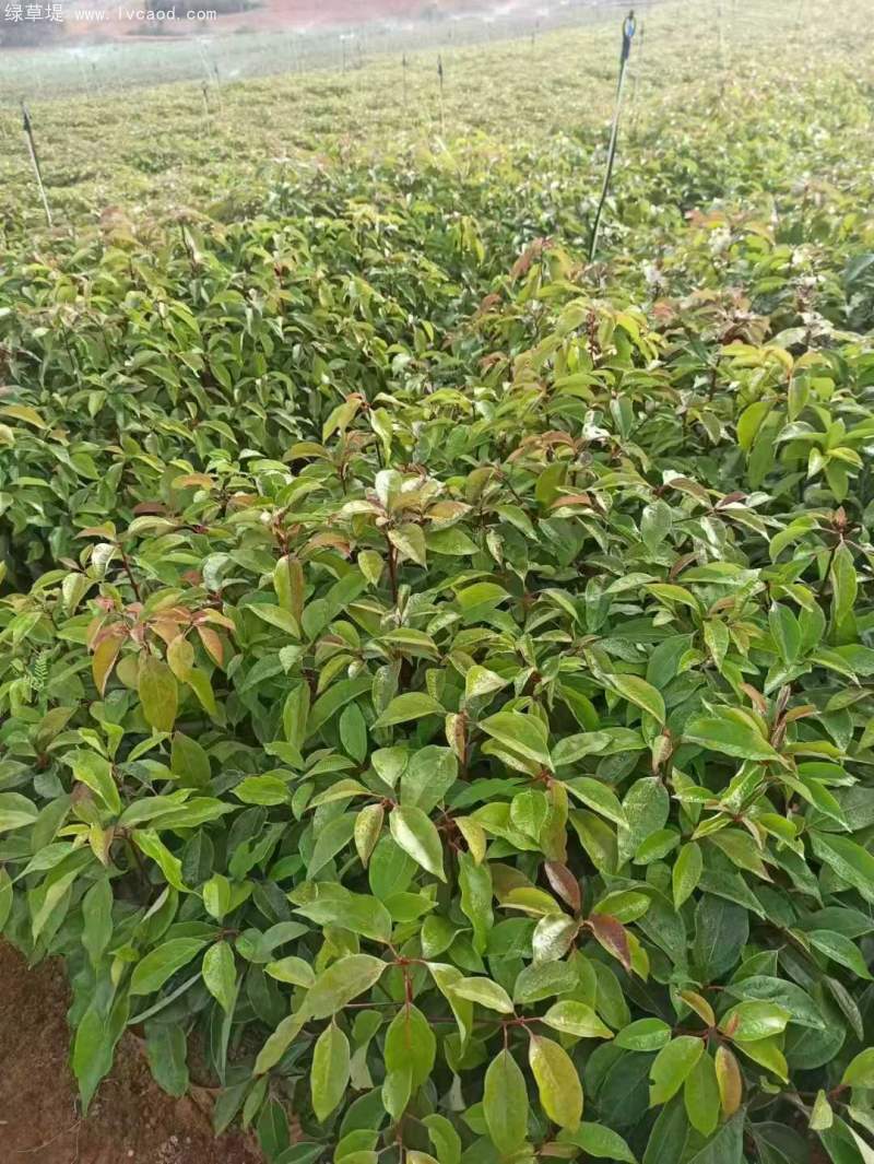 香樟樹苗小苗 香樟樹苗小苗