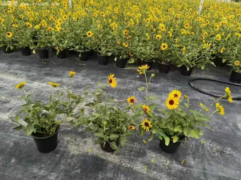 向日葵盆栽杯苗 向日葵盆栽杯苗