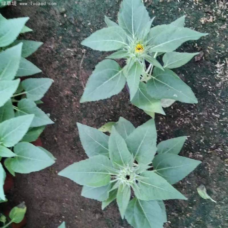 向日葵盆栽杯苗 向日葵盆栽杯苗