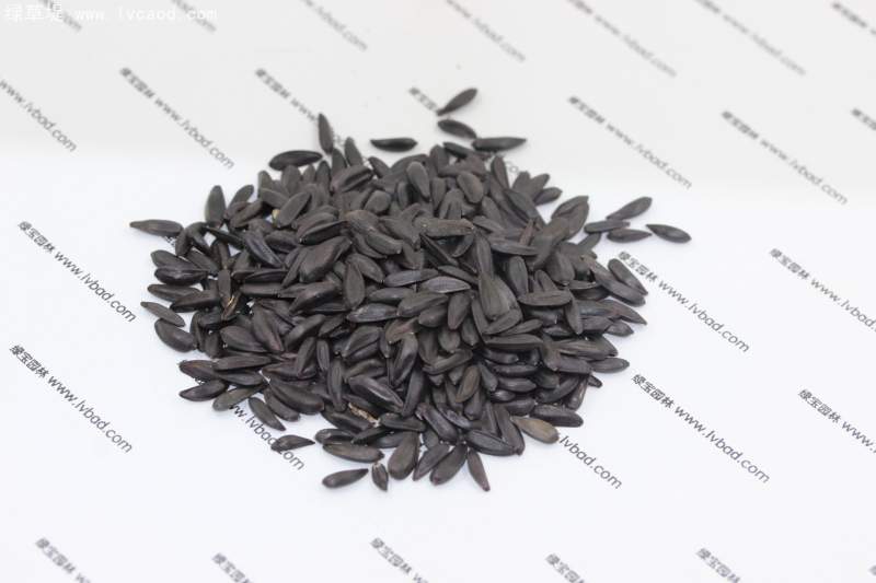 向日葵種子 向日葵種子