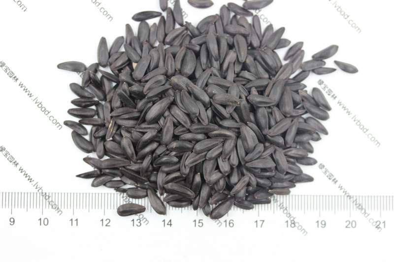 向日葵種子 向日葵種子