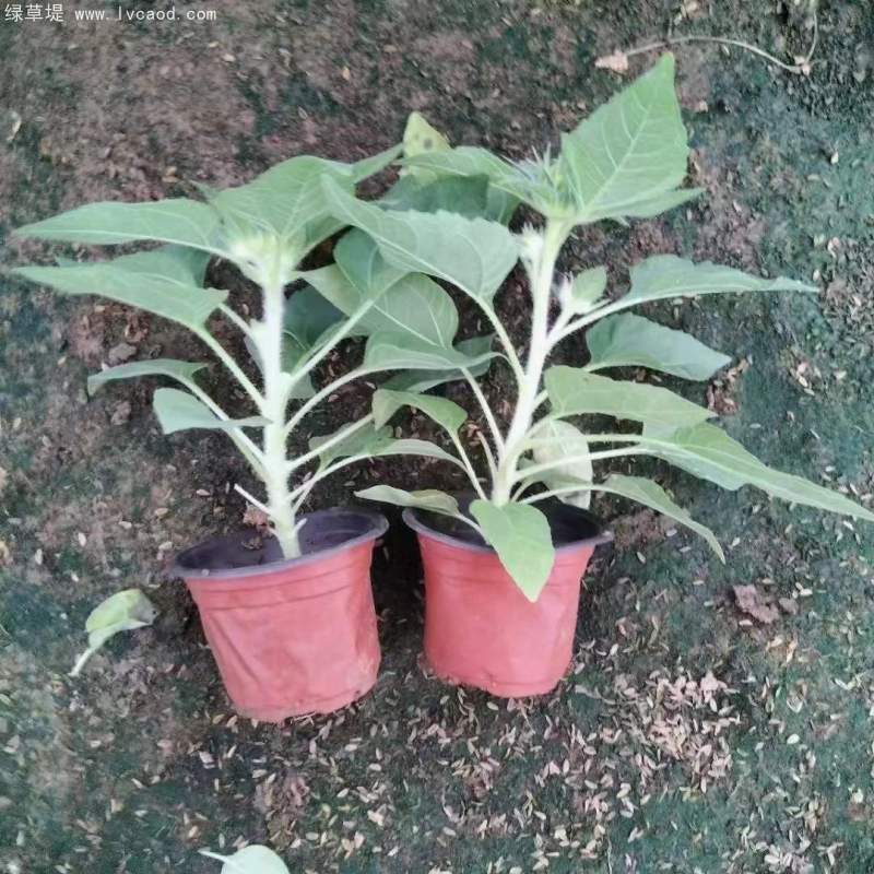 向日葵盆栽杯苗 向日葵盆栽杯苗