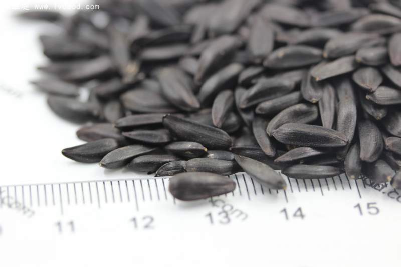 向日葵種子 向日葵種子