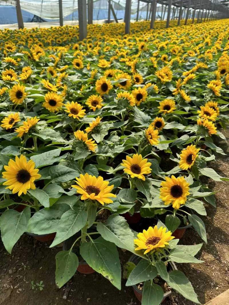 向日葵盆栽杯苗 向日葵盆栽杯苗