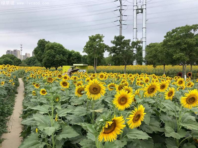 向日葵花海 向日葵花海