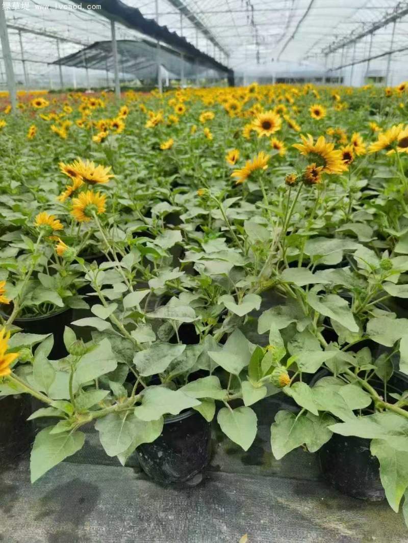 向日葵盆栽杯苗 向日葵盆栽杯苗