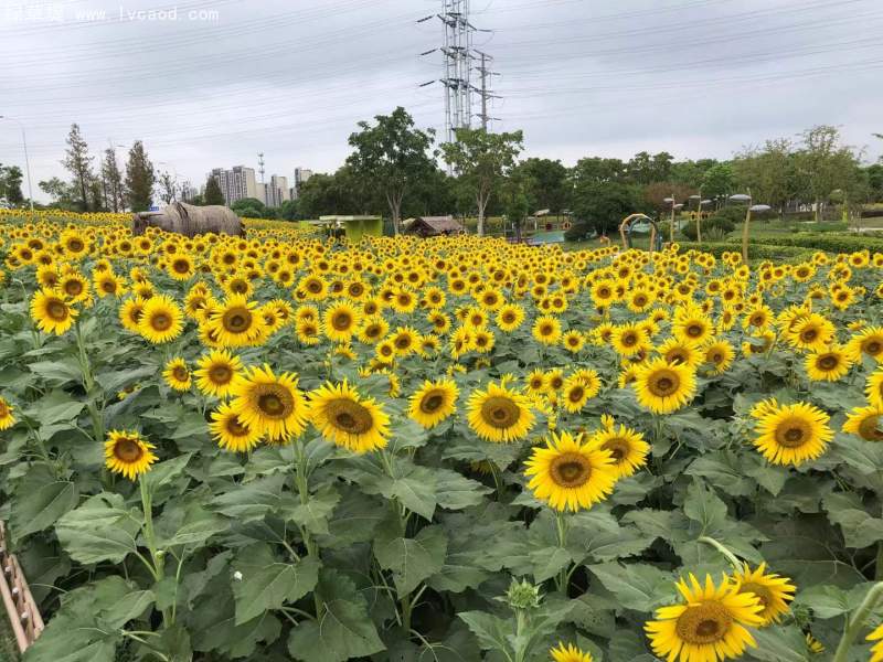 向日葵花海 向日葵花海