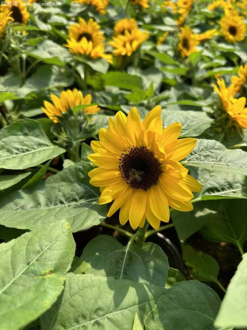 向日葵盆栽杯苗 向日葵盆栽杯苗