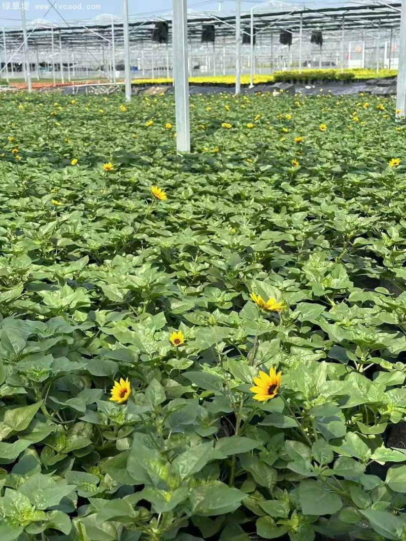 向日葵盆栽杯苗 向日葵盆栽杯苗