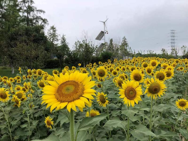 向日葵花海 向日葵花海