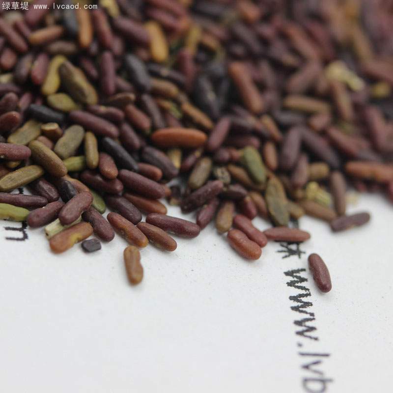 小冠花種子 小冠花種子