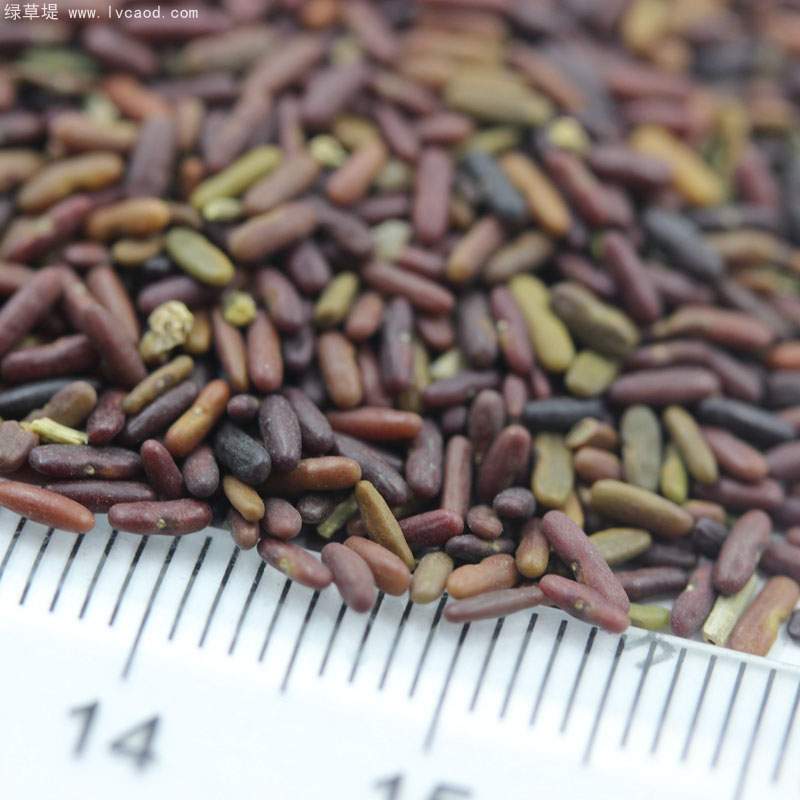 小冠花種子 小冠花種子