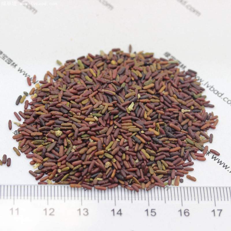 小冠花種子 小冠花種子