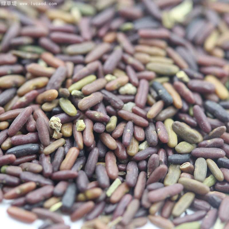 小冠花種子 小冠花種子