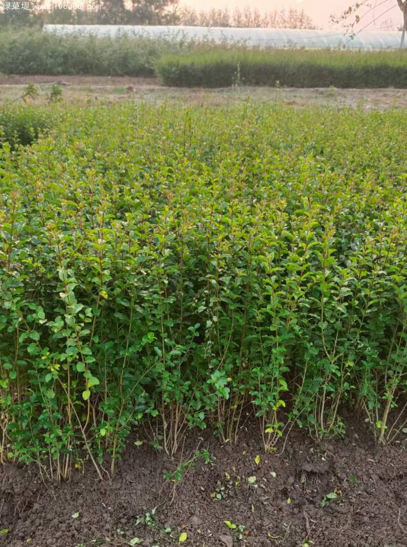 小葉女貞 小葉女貞