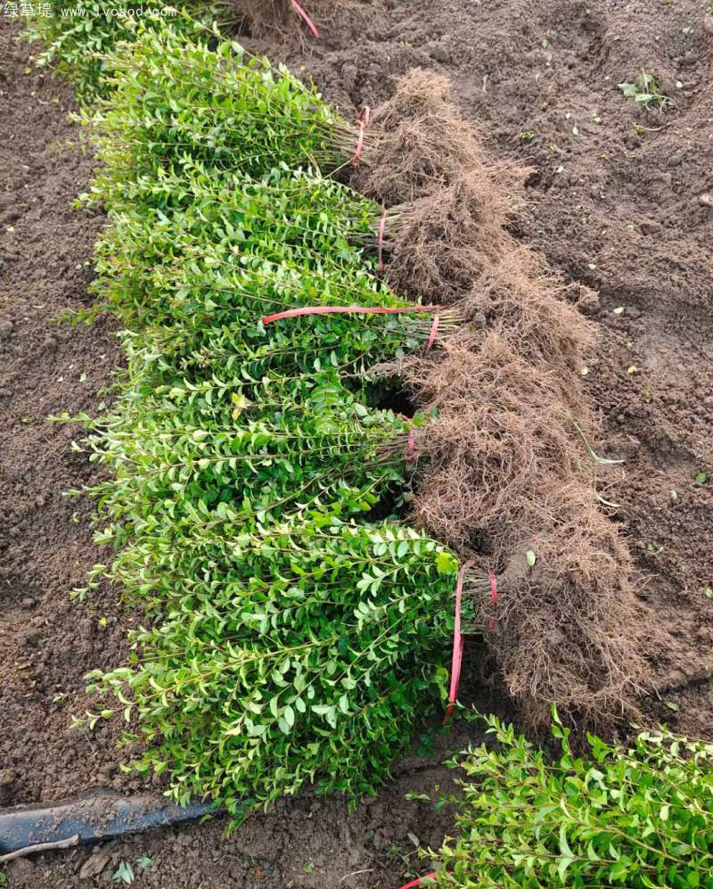 小葉女貞 小葉女貞