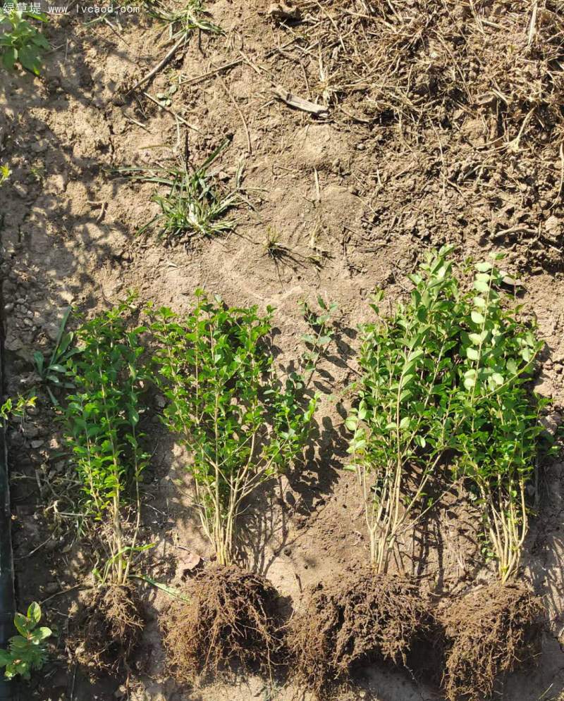 小葉女貞 小葉女貞