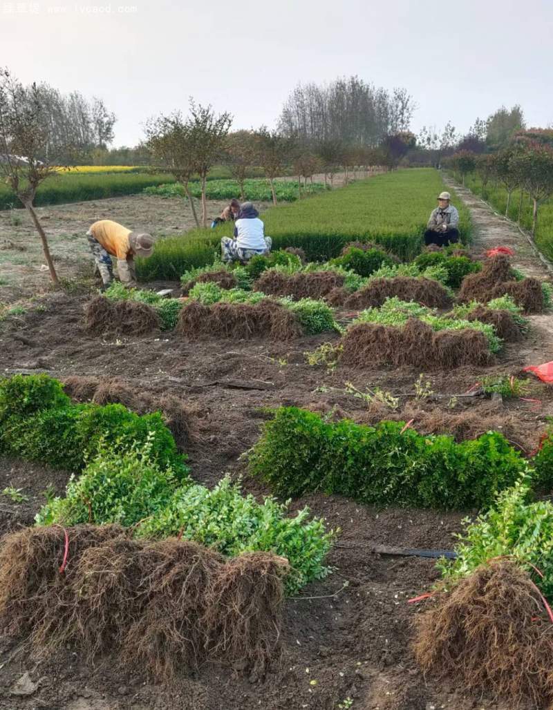 小葉女貞 小葉女貞