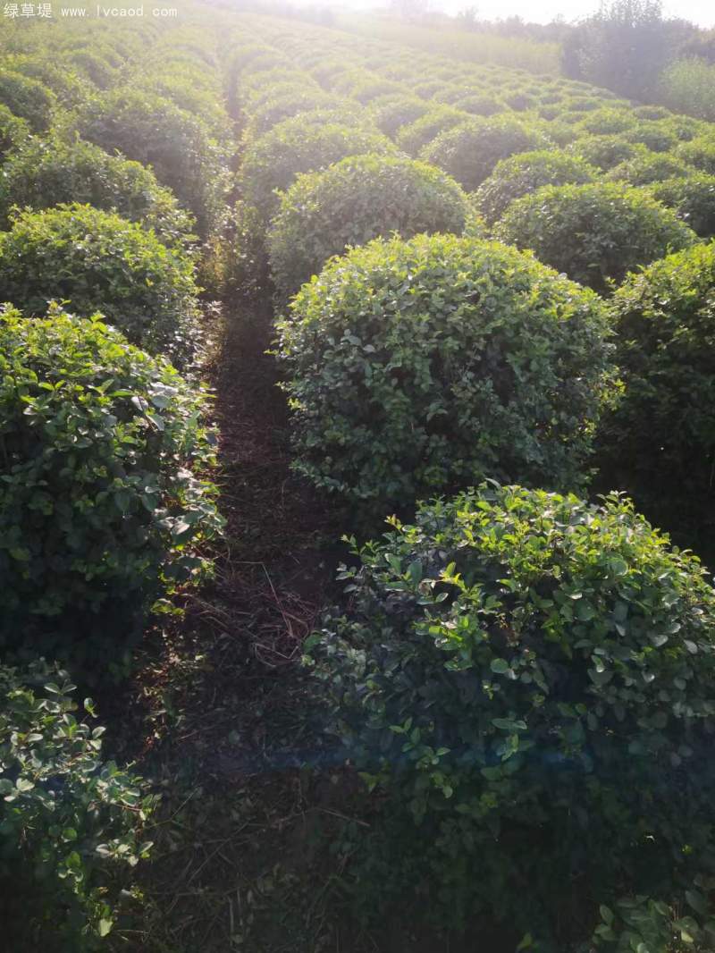 小葉女貞球 小葉女貞球