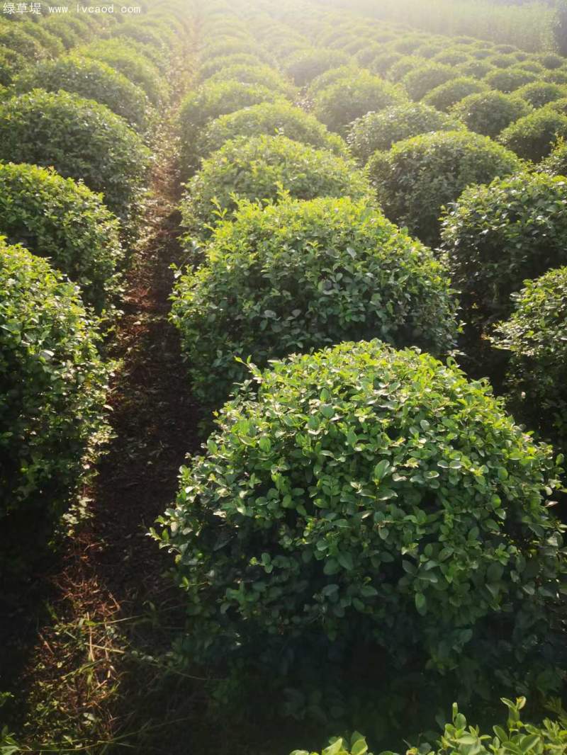 小葉女貞球 小葉女貞球