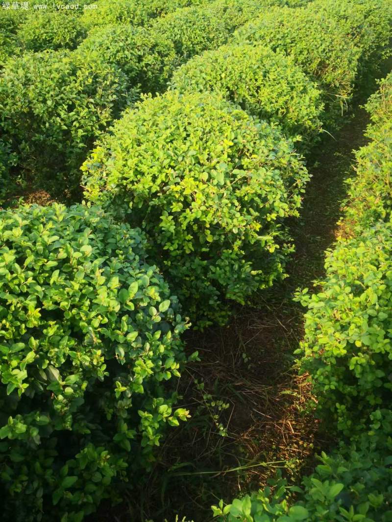 小葉女貞球 小葉女貞球