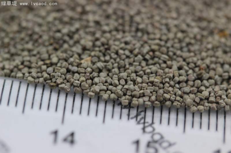 雪輪花種子 雪輪花種子