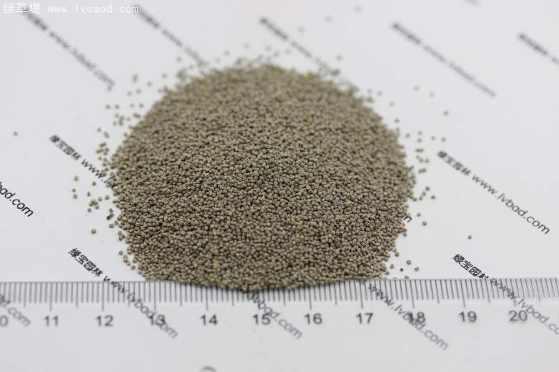 雪輪花種子 雪輪花種子